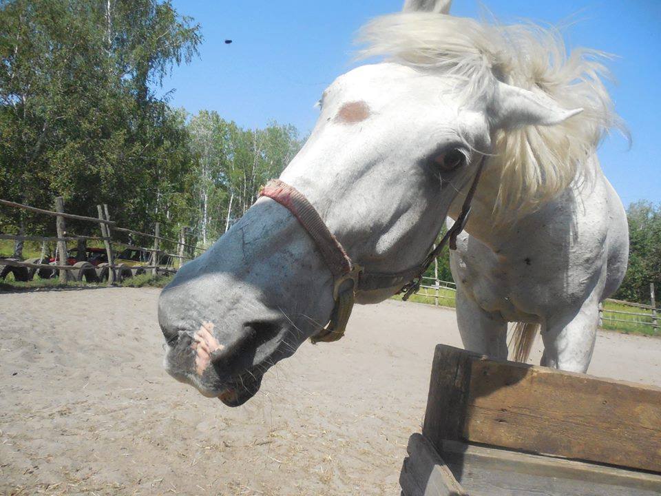 Конная прогулка в хвойном лесу
