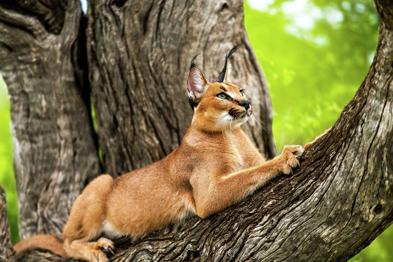 Зоопарк "Бабушкин дворик"