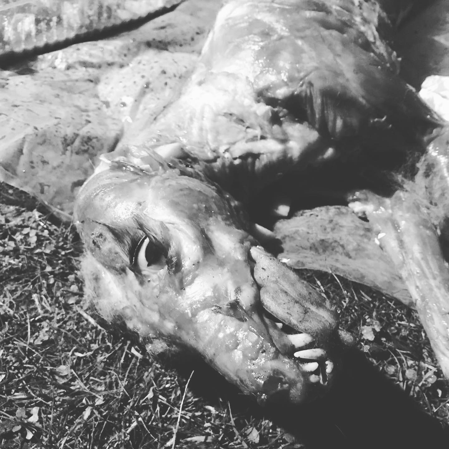 Неизвестный выбросил полуживую лису в городе. Фото: https://www.facebook.com/Helpanimalsua