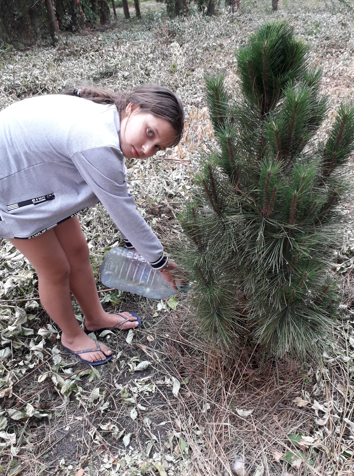 За деревом ухаживали школьники. Фото: https://www.facebook.com/profile.php?id=100009238136378