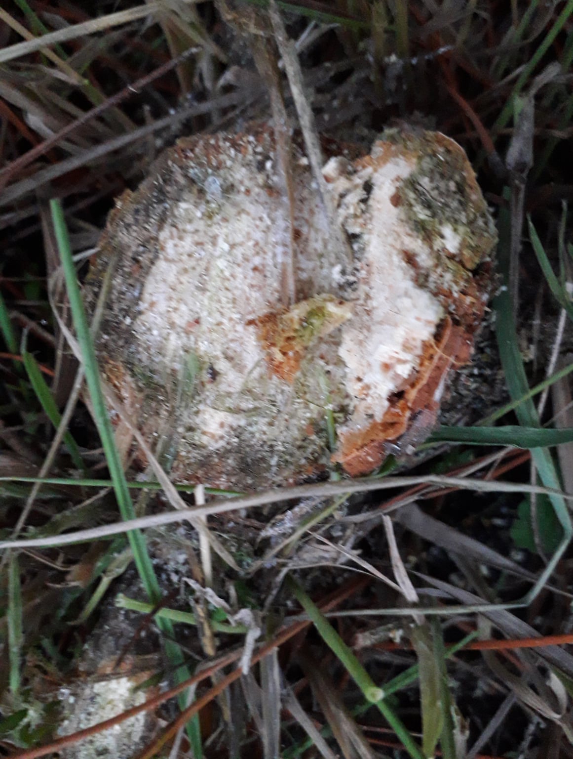 От сосны остался только пенек. Фото: https://www.facebook.com/profile.php?id=100009238136378