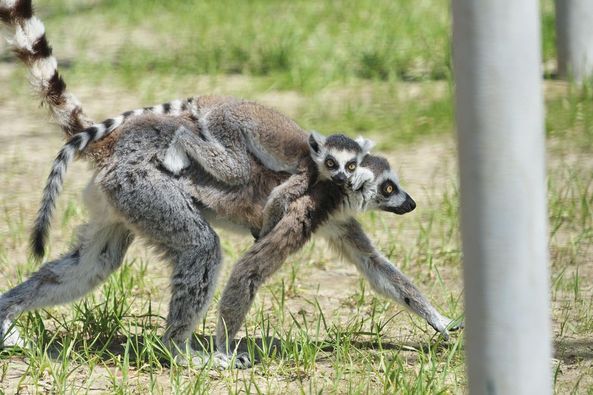 Фото: https://www.facebook.com/kovalivkaZoo/