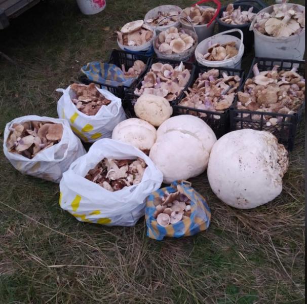 Крупный "улов" тихой охоты под Кременчугом