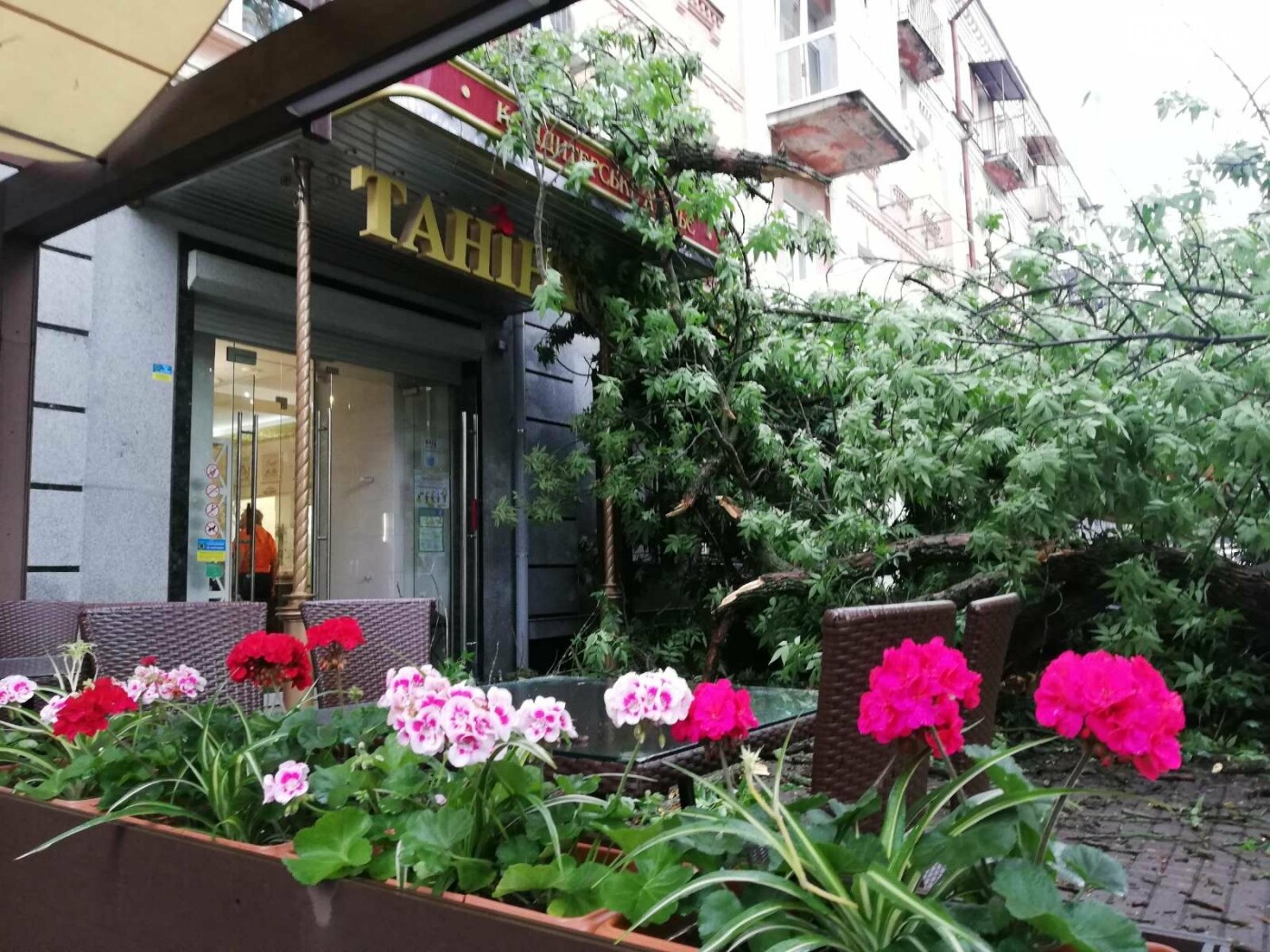 За секунду до падения дерева посетители зашли в кафе. Фото: 0532.ua