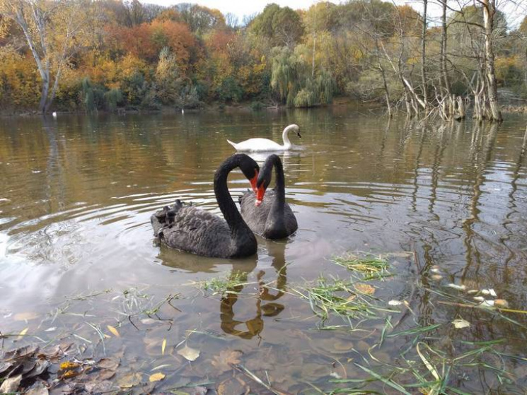 Криминально-пикантные Павленки