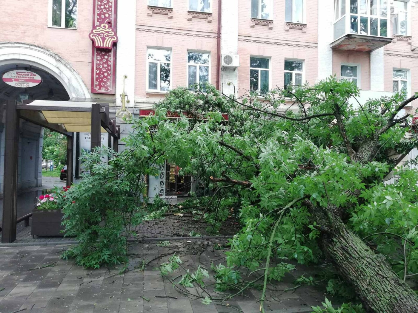 За секунду до падения дерева посетители зашли в кафе. Фото: 0532.ua