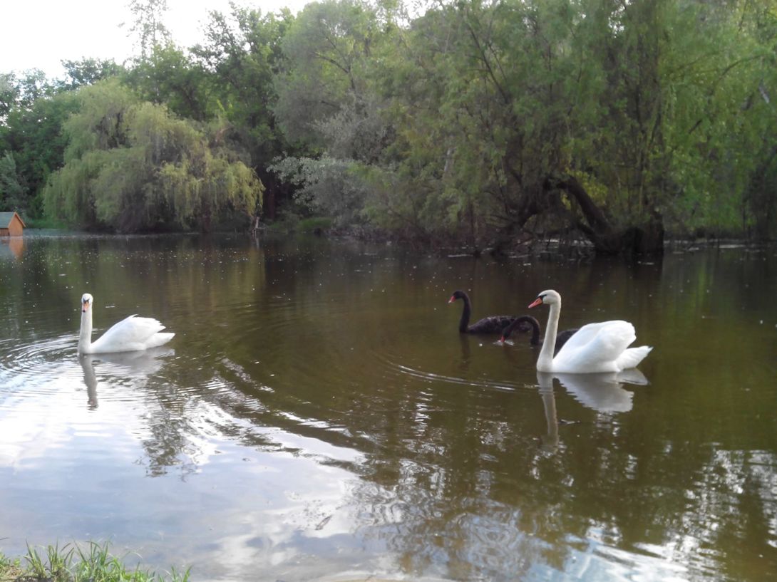 Дендропарк