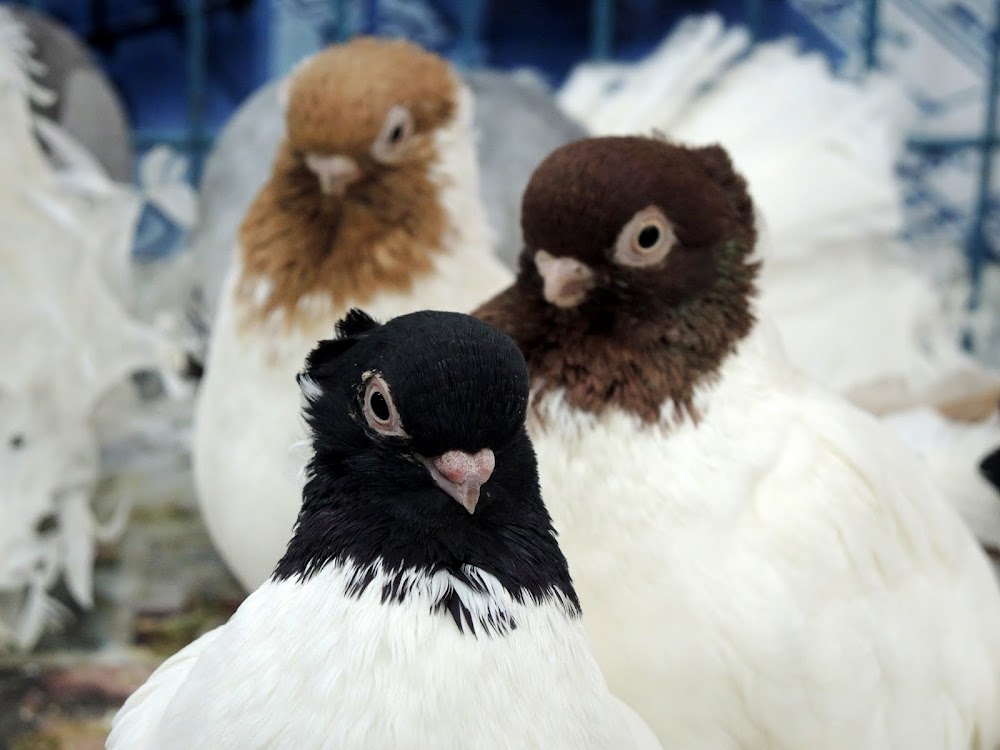 Ярмарка птиц и домашних животных. Фото: arvel.livejournal.com