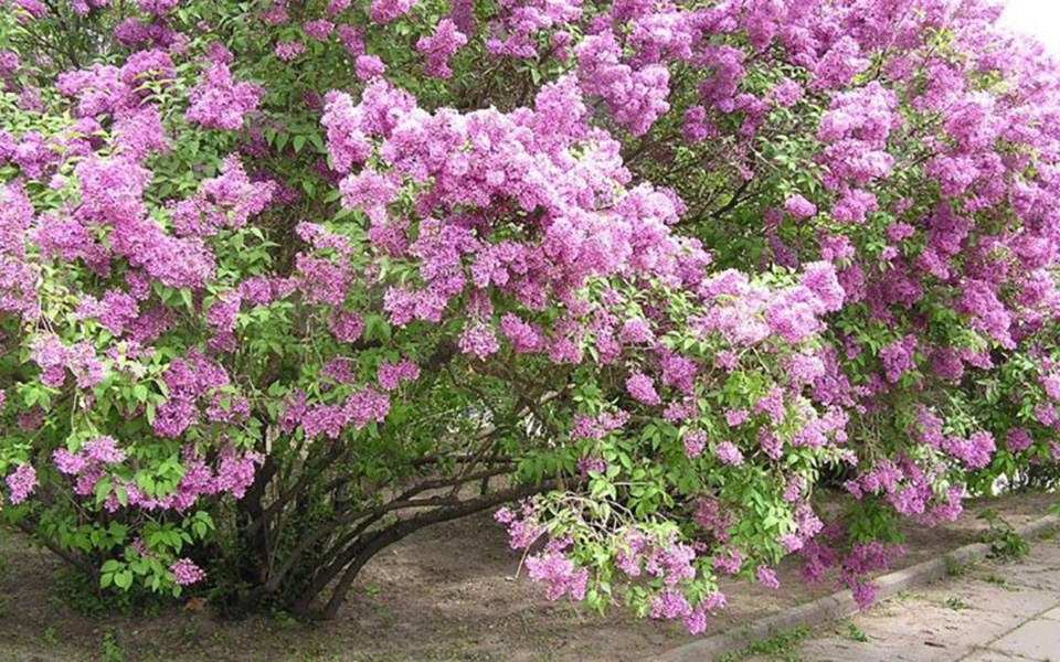 "Бузковый гай"