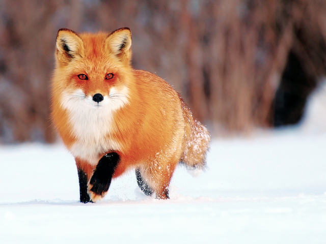 Фото: https://u24.ru/