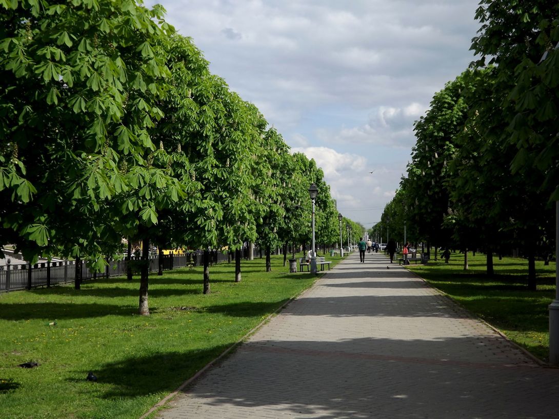 Каштановая аллея
