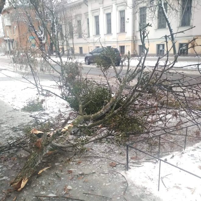 Деревья не выдерживают льда. Фото: poltava.to