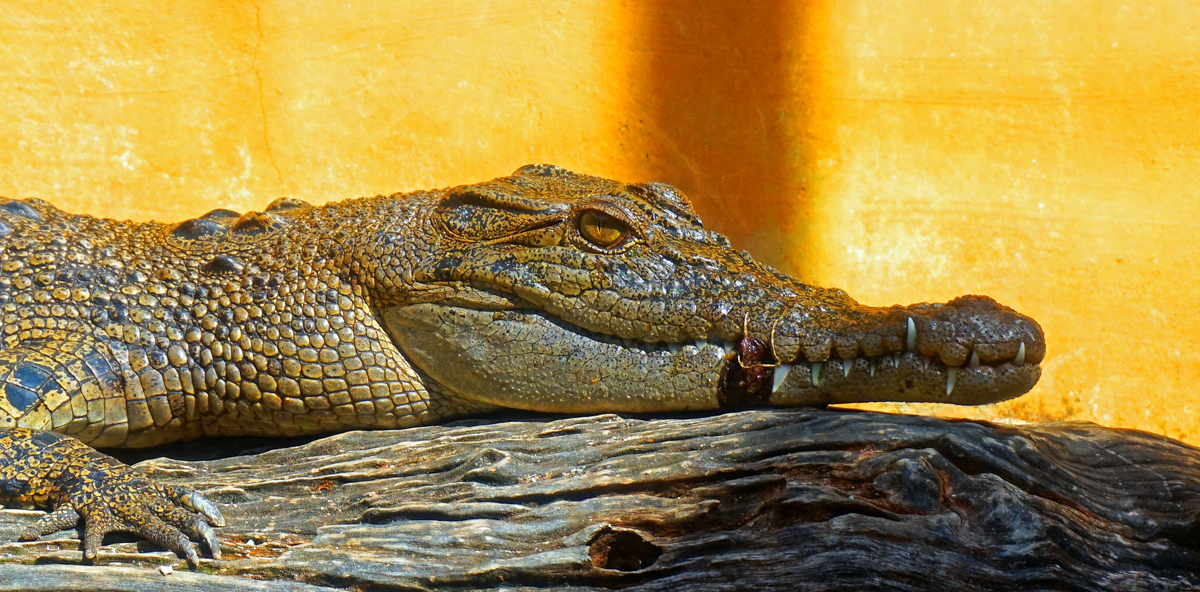 Фото: https://tonkosti.ru/