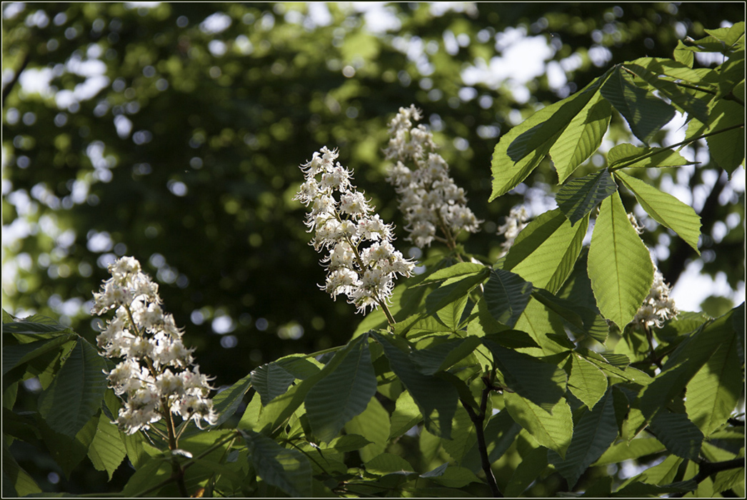 Каштановая аллея