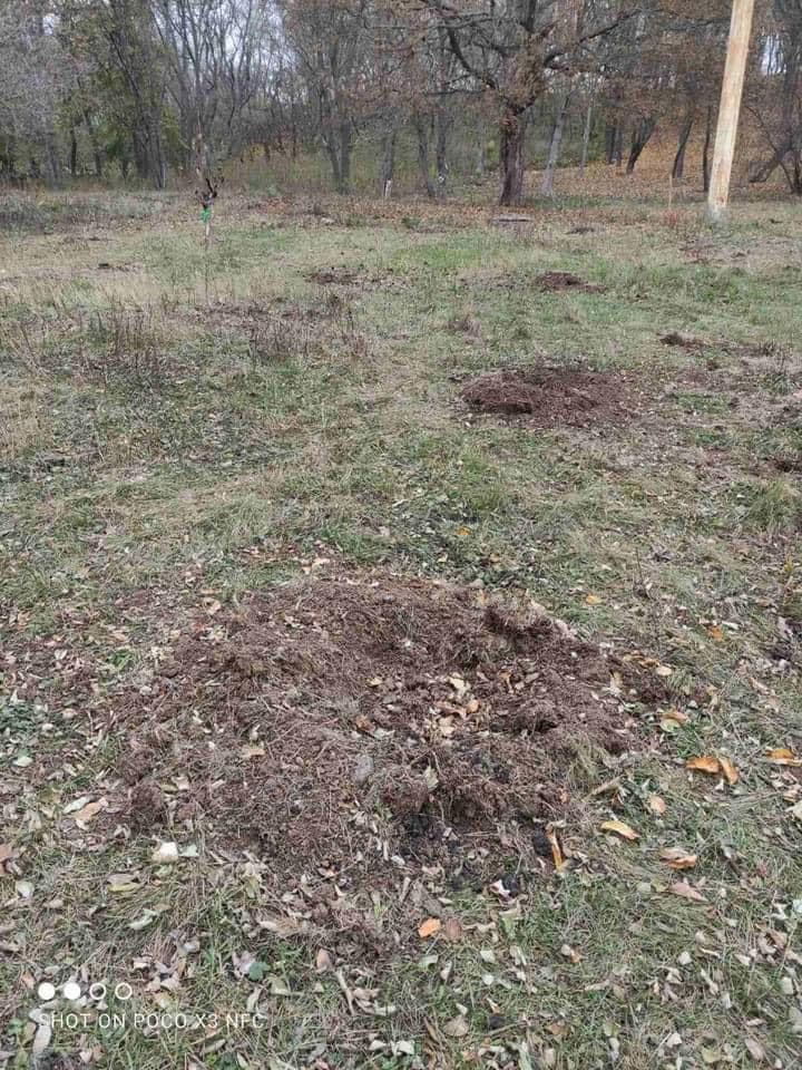 Саженцы высадили в начале ноября у Спивочого поля