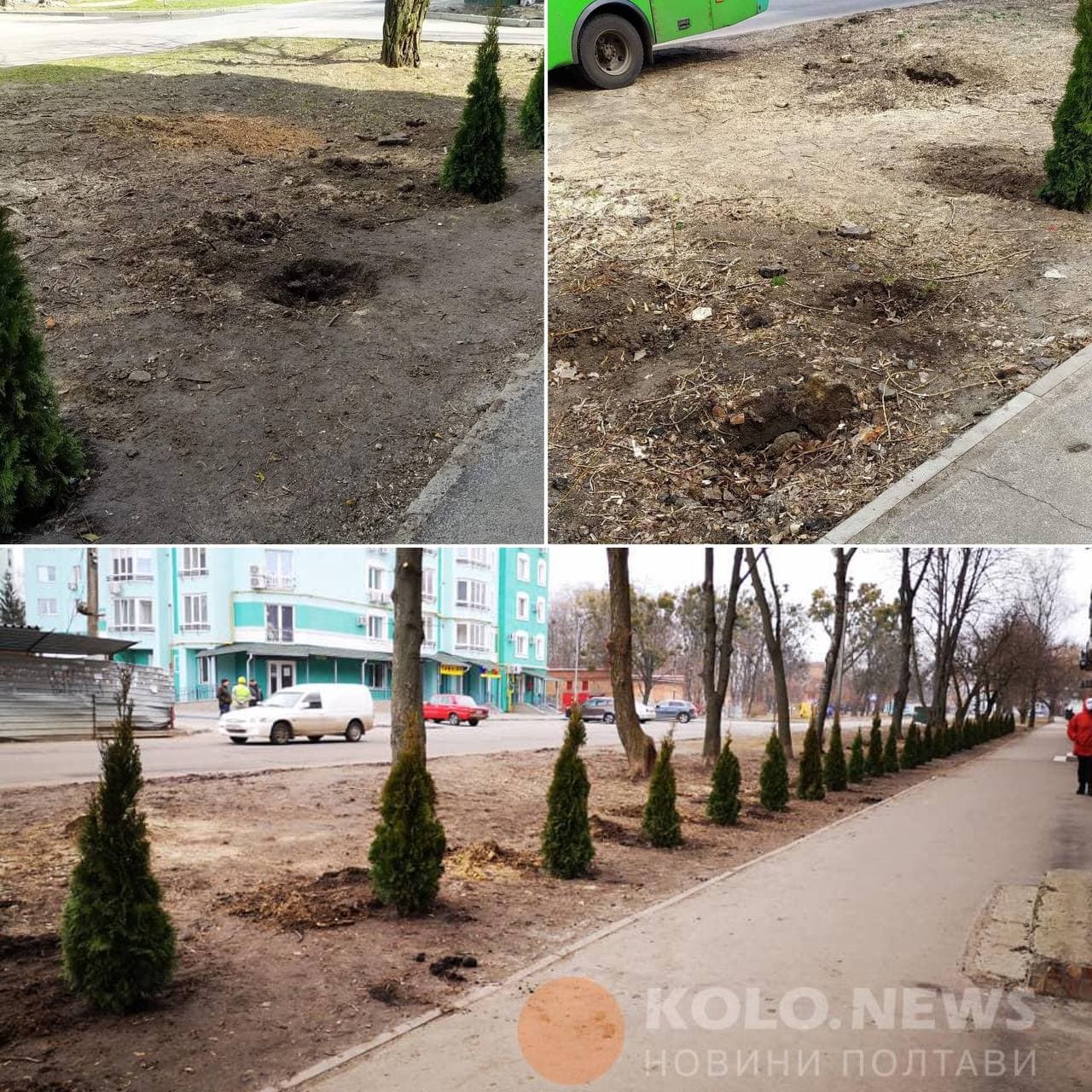 Выкопали недавно посаженные деревья. Фото: kolo.news
