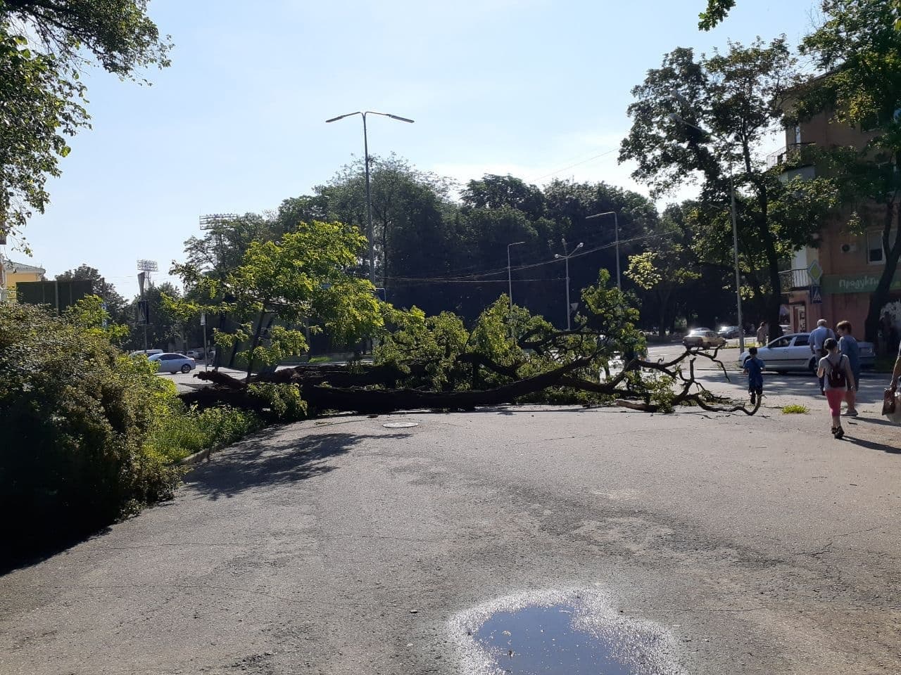 Деревья не выдерживают непогоды. Фото: https://t.me/pl_zmist