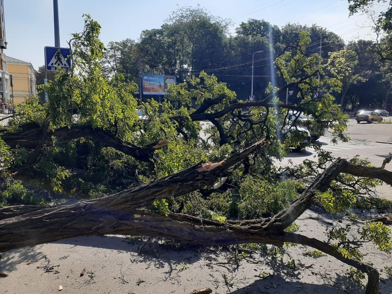 Деревья не выдерживают непогоды. Фото: https://t.me/pl_zmist