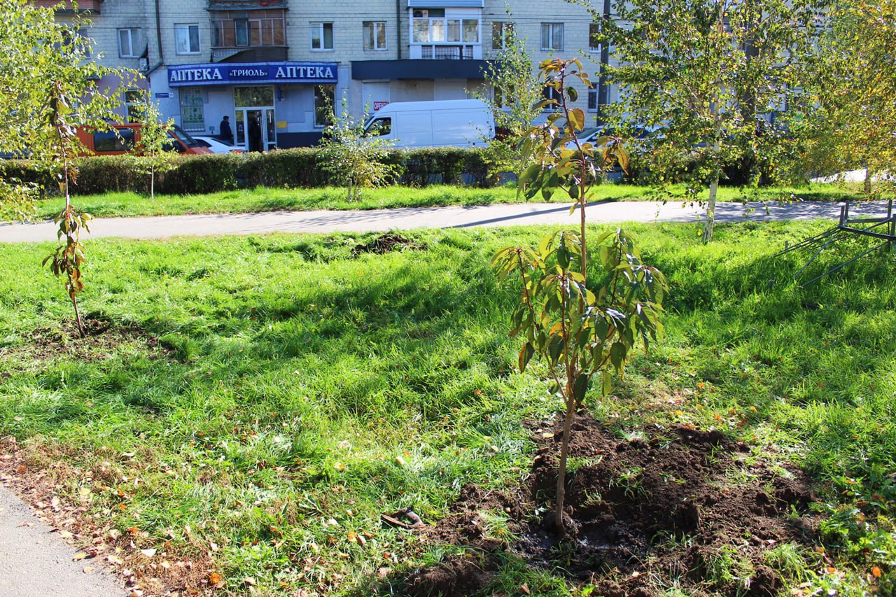 У Полтаві невідомі вкрали сакури з клумби біля райради