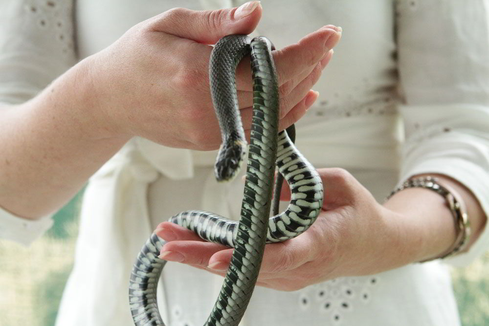 Змеиная ферма