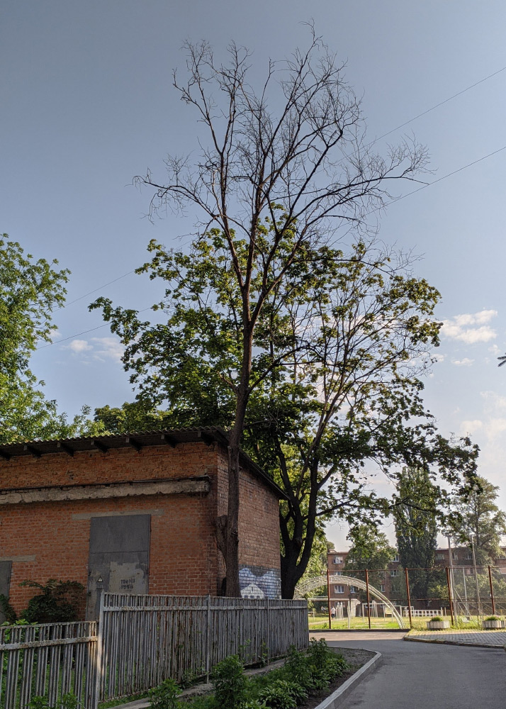 Сухостой не могут убрать почти год. Фото: https://poltava.to