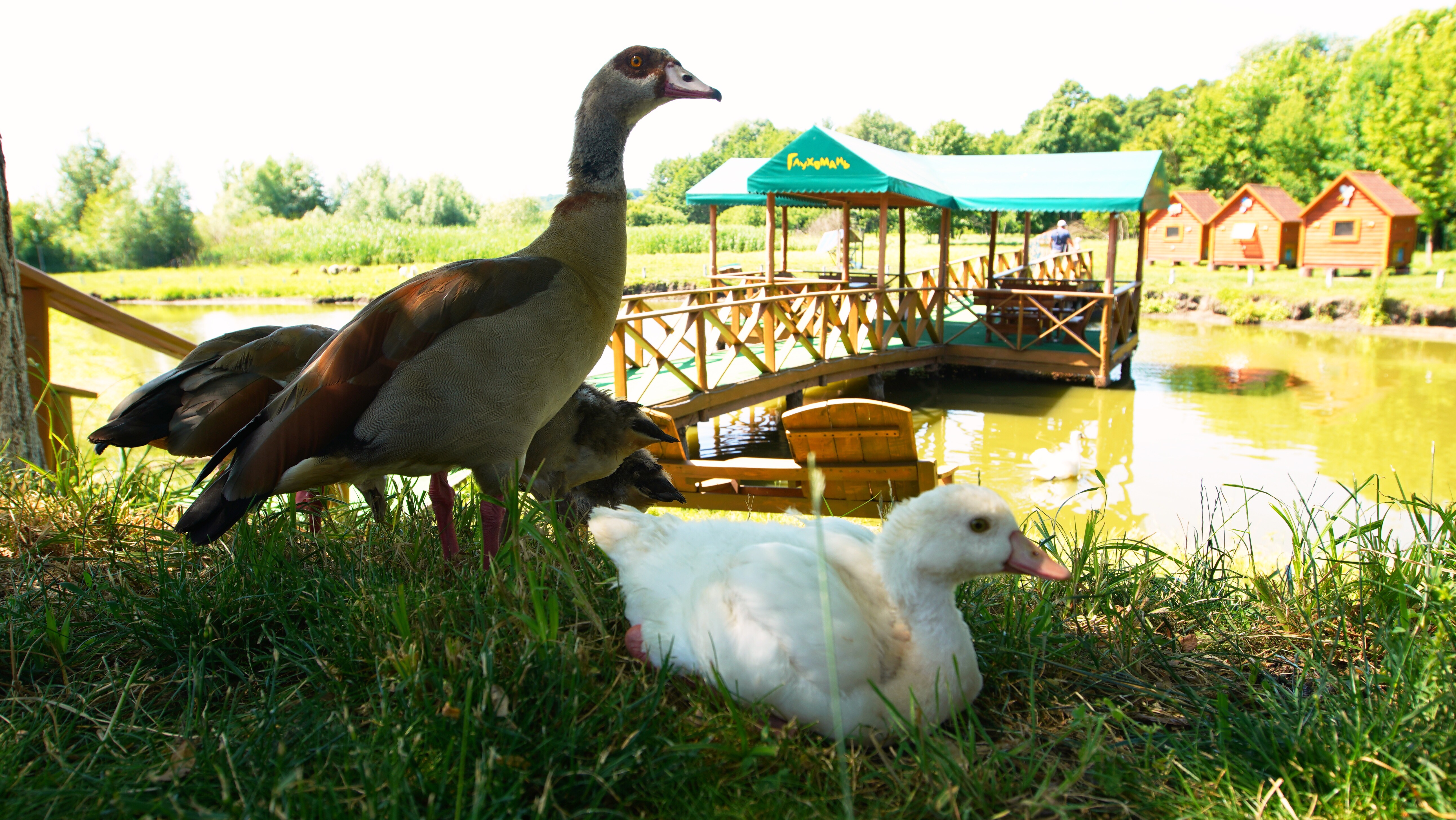 "Глухомань"