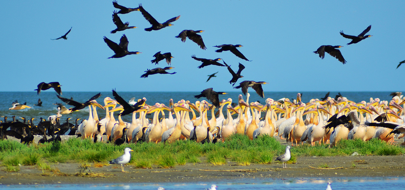 Заказник "Соленое"