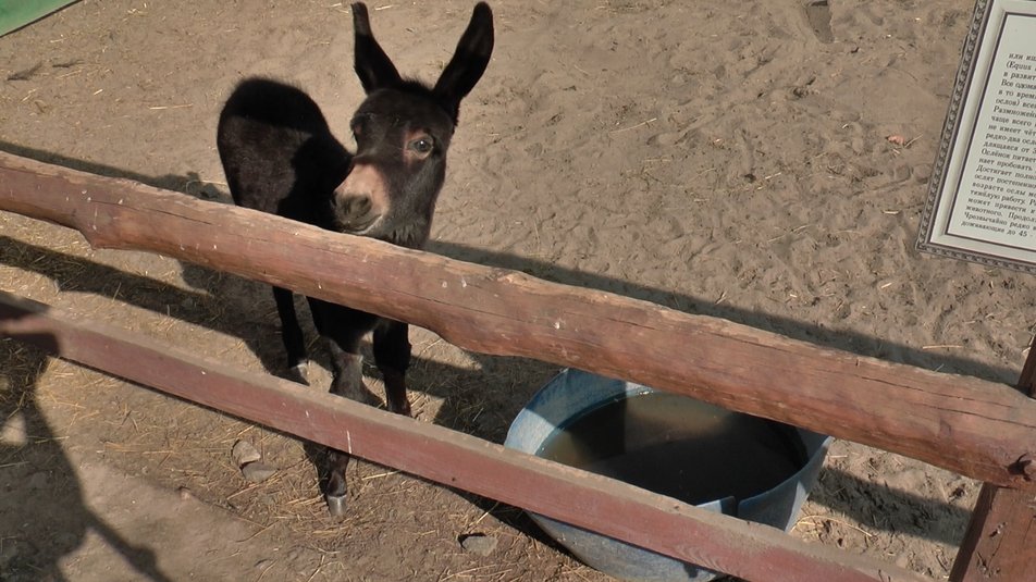 Маленький Элвис позирует на камеру