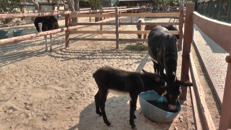 В зоопарке под Полтавой родился осленок Элвис