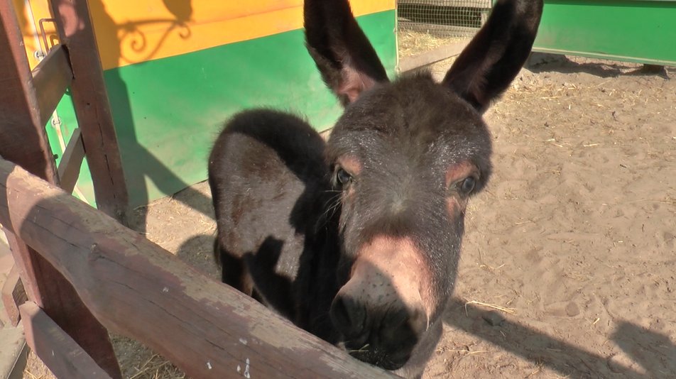 В зоопарке под Полтавой родился осленок Элвис