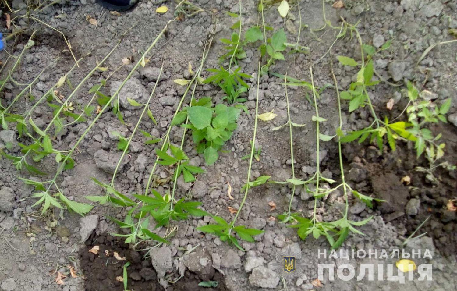 Под Полтавой мужчина вырастил больше 3 тысяч растений конопли