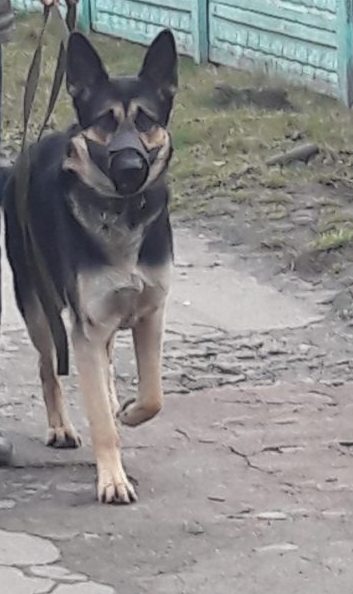 Фото: Минюст. Овчарка, которую выставили на аукцион.