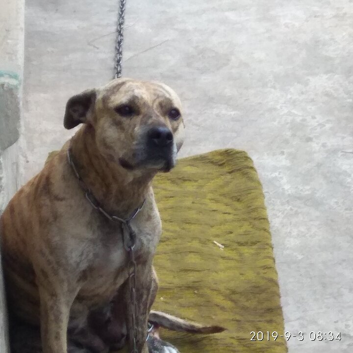 Фото: Минюст. Пит-бультерьер, которого выставили на аукцион.