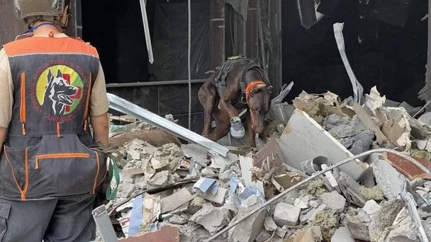 Умерла собака-спасательница Ханна, нашедшая более 170 человек под завалами в Украине фото 1